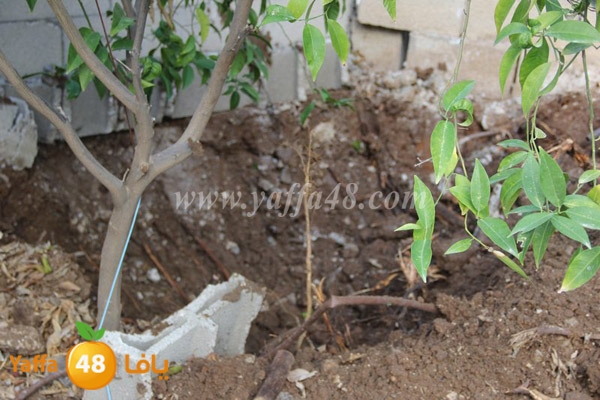 modahama lud 0216 (29).JPG